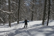  dans la forêt